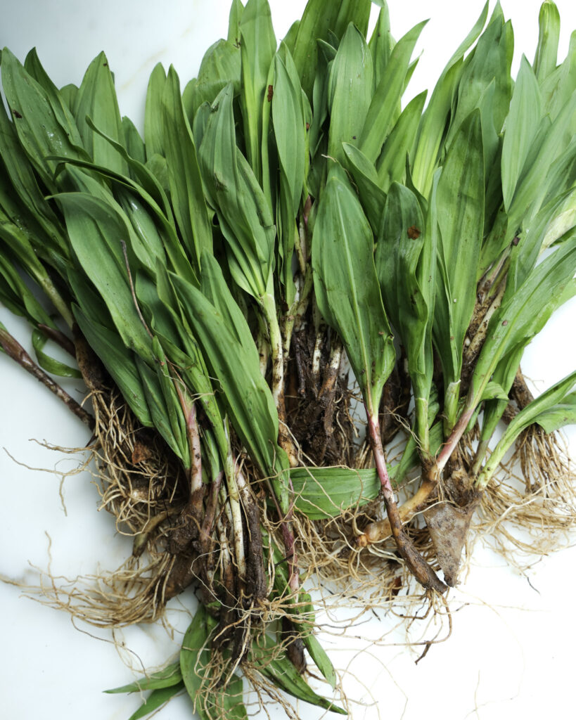harvested ramps.